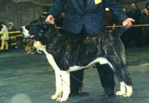 Obrazek